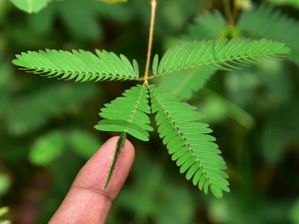 Mimosa Pudica Sensitive Plant