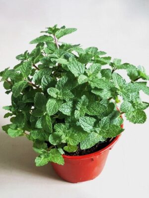 mint-pudina-2-pli Mint Pudina Plant