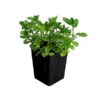 Mint Pudina Plant