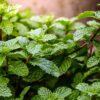 Mint Pudina Plant