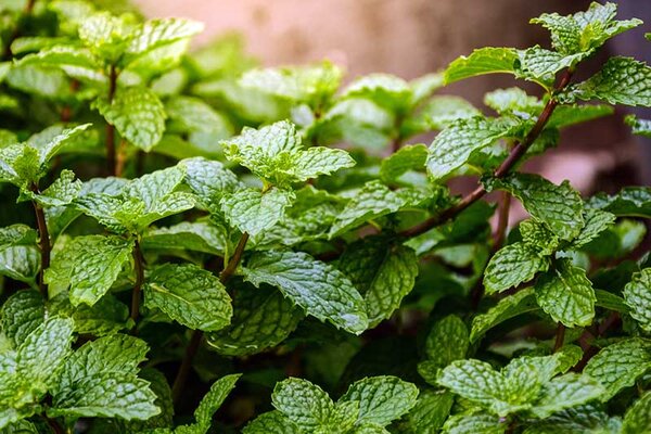 Mint Pudina Plant