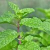 Mint Pudina Plant