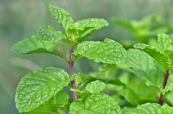 Mint Pudina Plant