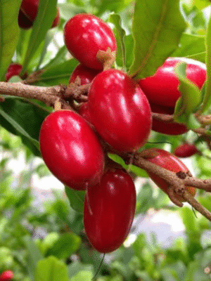 miracle-3-pli-1 Miracle Fruit Plant