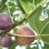 mission-fig-2-pli Five Fingers Fig Plant