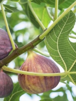 mission-fig-2-pli Five Fingers Fig Plant