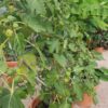 mission-fig-3-pli Five Fingers Fig Plant