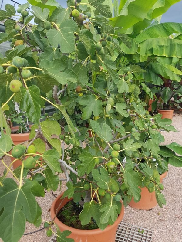 mission-fig-3-pli Five Fingers Fig Plant