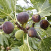 mission-fig-pli Five Fingers Fig Plant