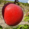 Miyazaki Mango Plant