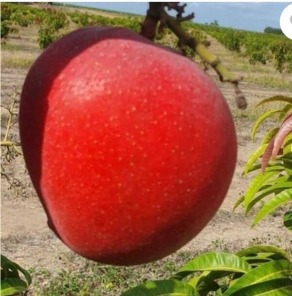 Miyazaki Mango Plant
