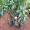 Miyazaki Mango Plant