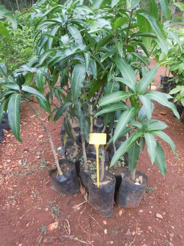 Miyazaki Mango Plant