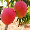 Miyazaki Mango Plant