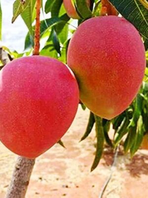 miyazaki-mango-pli Miyazaki Mango Plant