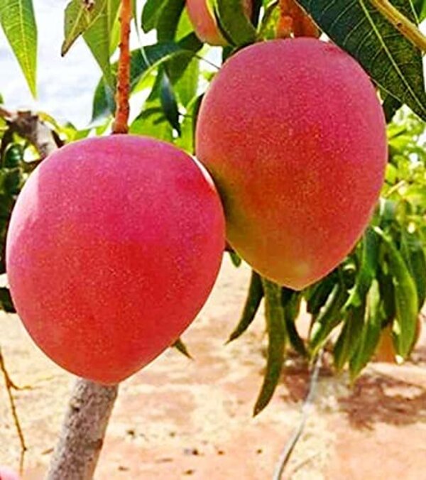 Miyazaki Mango Plant