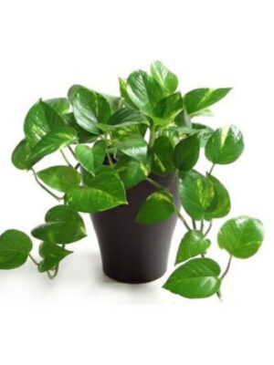 Money Plant