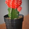 Moon Cactus Plant, Red