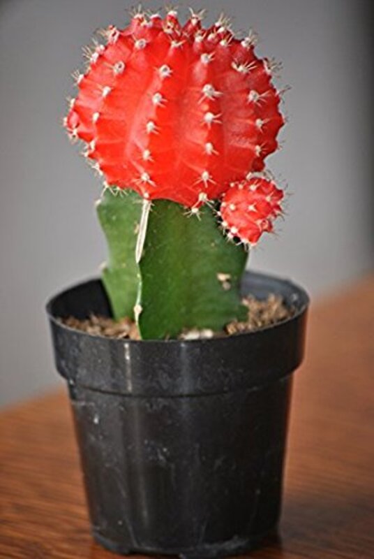Moon Cactus Plant, Red