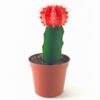 Moon Cactus Plant, Red