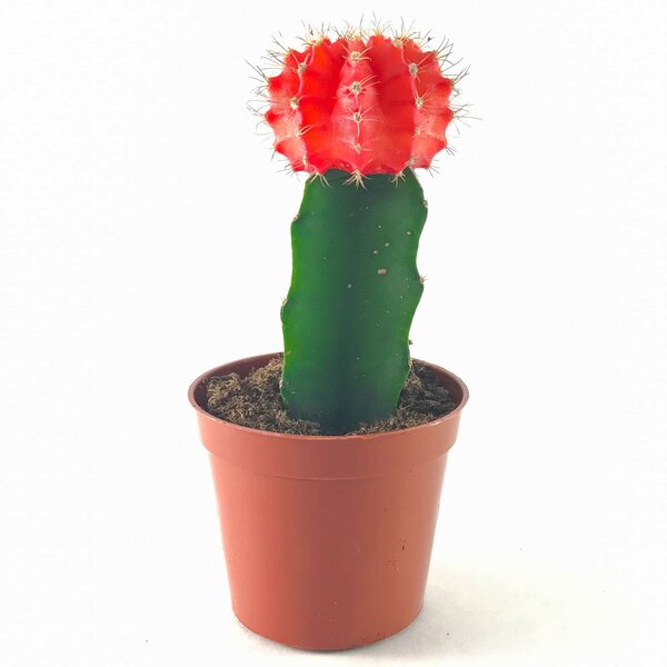 Moon Cactus Plant, Red