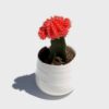 Moon Cactus Plant, Red