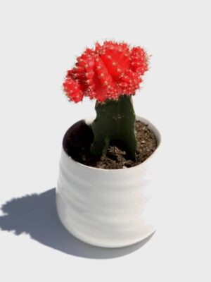 Moon Cactus Plant, Red