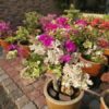 multi-color-bougainville-4-5-color-pli Multi Color Bougainvillea Plant