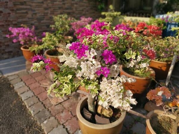 multi-color-bougainville-4-5-color-pli Multi Color Bougainvillea Plant