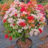 multi-color-bougainville-4-5-color2-pli Multi Color Bougainvillea Plant