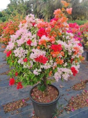 Multi Color Bougainvillea Plant