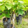 multi-color-bougainville-4-5-color3-pli Multi Color Bougainvillea Plant