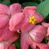 Mussaenda Flower Plant Pink