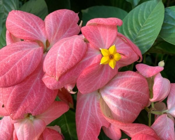 Mussaenda Flower Plant Pink