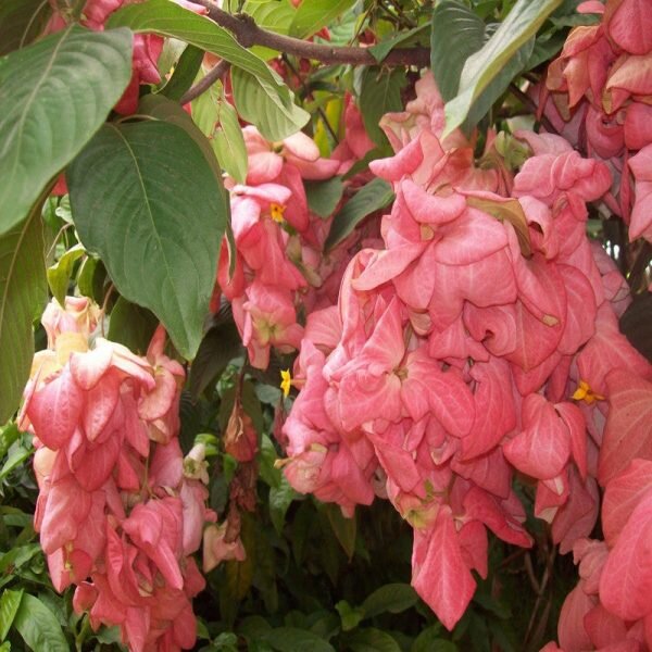Mussaenda Flower Plant Pink