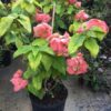 Mussaenda Flower Plant Pink