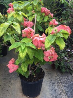 mussaenda-pink3-pli Mussaenda Flower Plant Pink