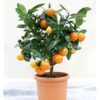 Nagpur Orange Plant