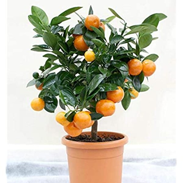 Nagpur Orange Plant