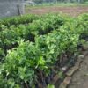 Nagpur Orange Plant