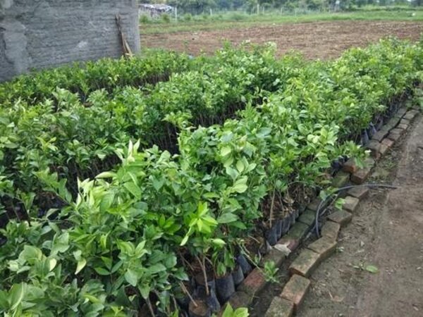 Nagpur Orange Plant