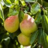 Nashpati Pear Plant