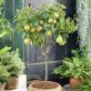 Nashpati Pear Plant
