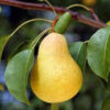 Nashpati Pear Plant