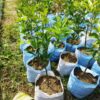 near-sweet-orange-2-pli Sweet Orange Fruit Plant