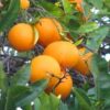 near-sweet-orange-3-pli Sweet Orange Fruit Plant