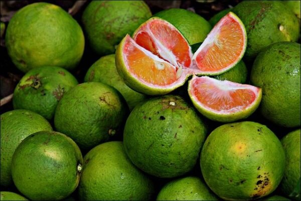 near-sweet-orange-pli Sweet Orange Fruit Plant