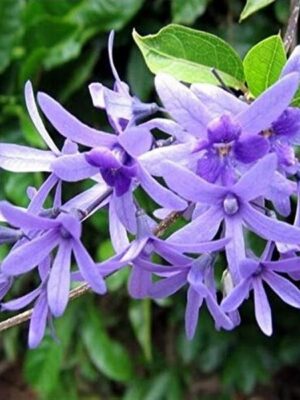 neel-moni-lota-petrea-volubilis-pli Neel Moni Lota Flower Plant