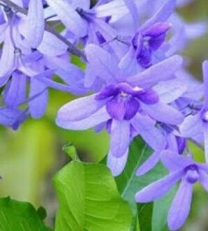 neel-moni-lota-petrea-volubilis3-pli Blue Bird Vine Flower Plant