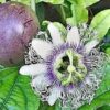 Passion Fruit Plant